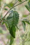 White snakeroot